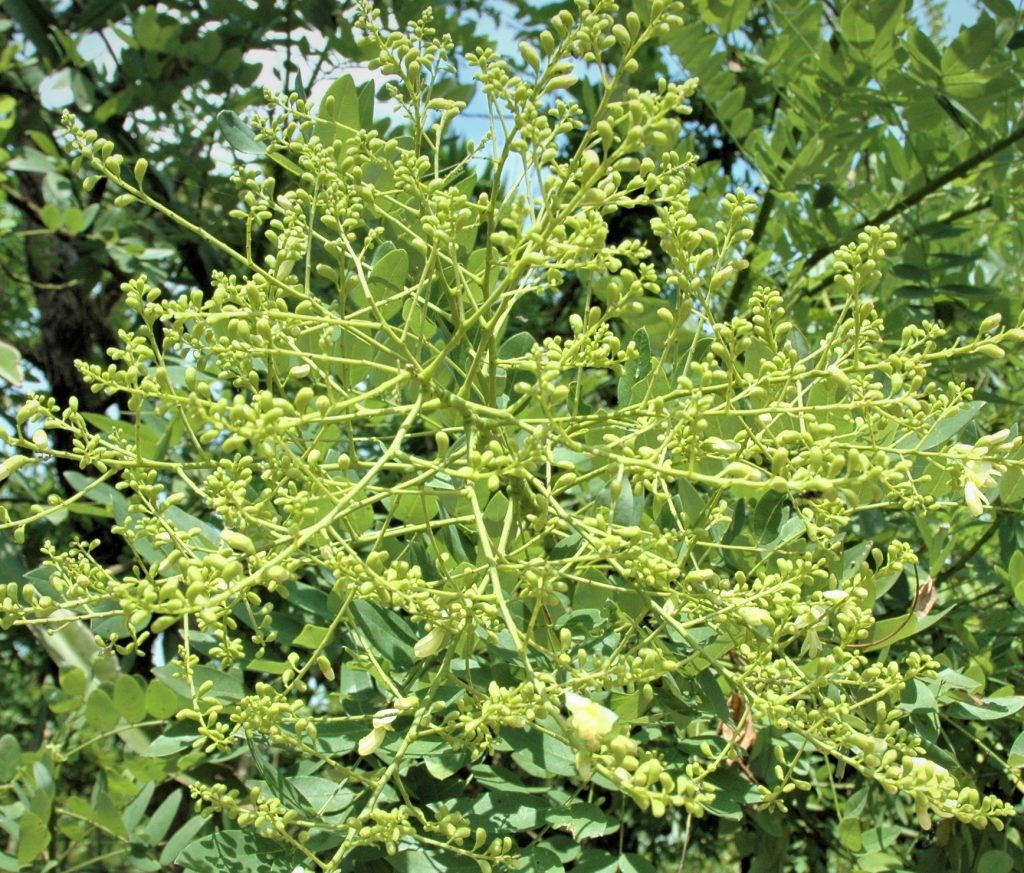 Hoa hòe (Sophora japonica) là một dược liệu quý, đặc biệt có tác dụng trong bảo vệ sức khỏe tim mạch