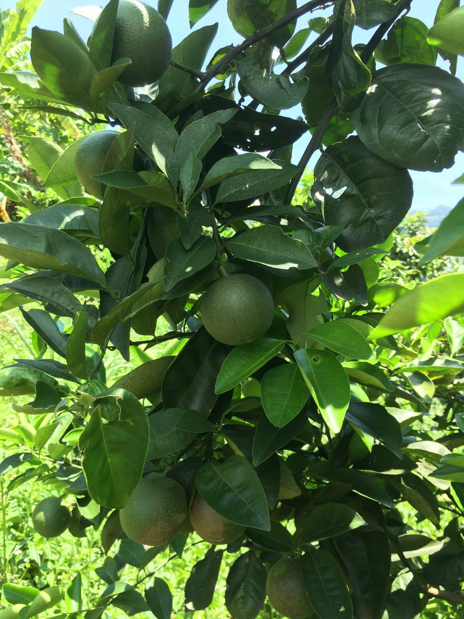 Cam (Citrus sinensis), được biết đến không chỉ là loại trái cây bổ dưỡng mà còn là một trong những dược liệu lâu đời trong y học cổ truyền