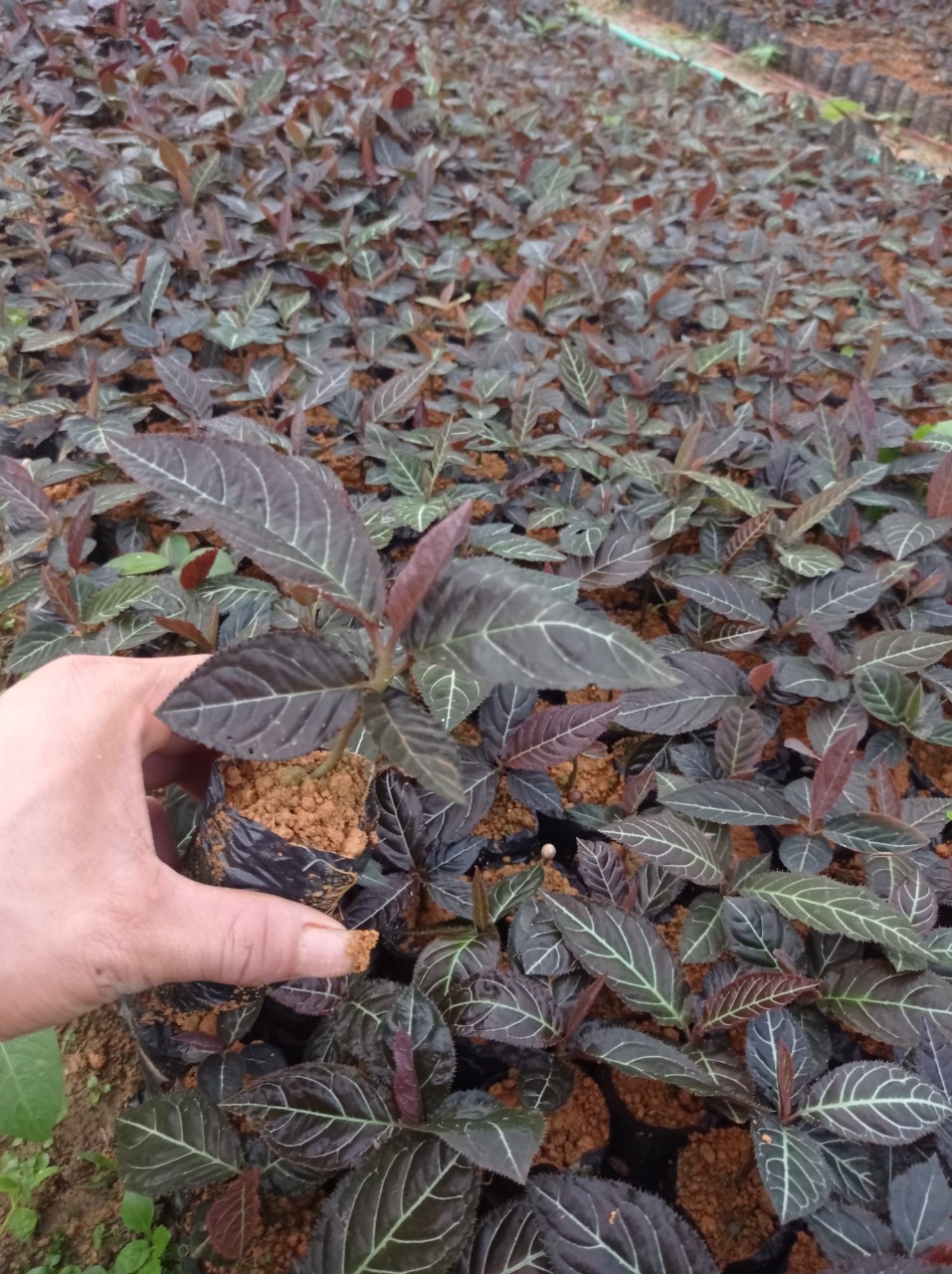 Lá khôi (Ardisia gigantifolia) là một dược liệu quen thuộc trong y học cổ truyền Việt Nam